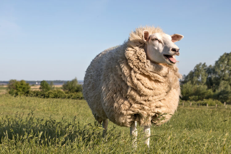 Tough GRIT Episode 20: Baa, Baa Black Sheep